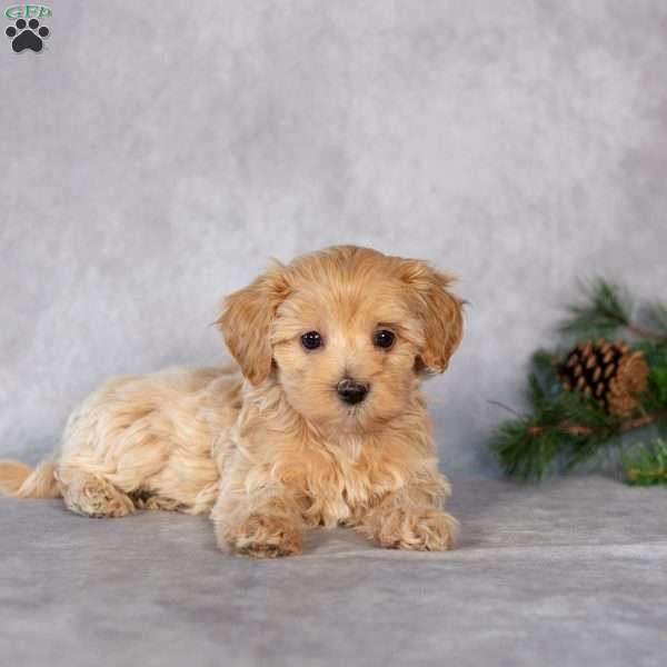 Emma, Maltipoo Puppy